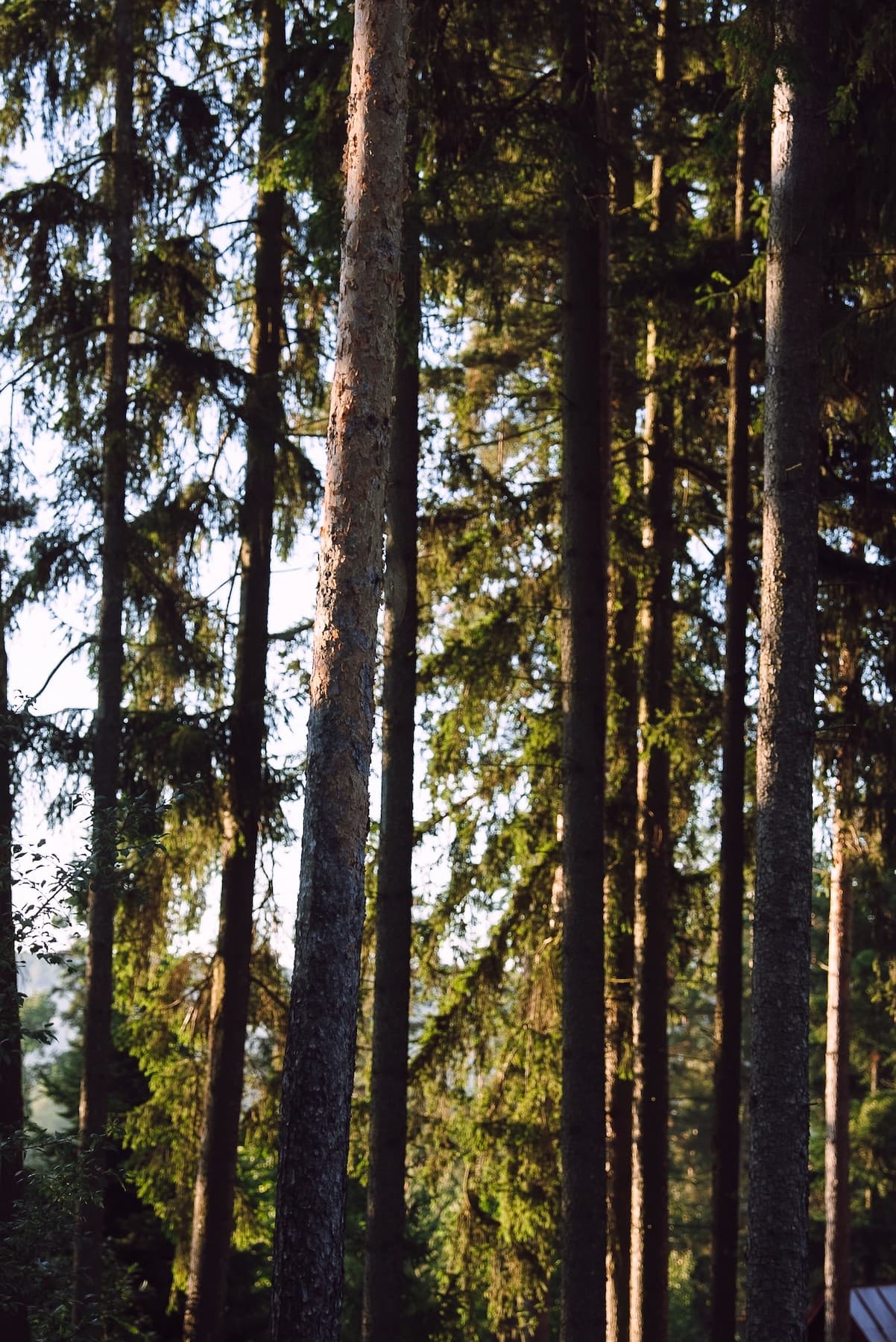 Les v Moravském krasu